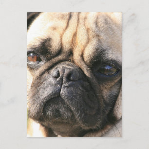 Cartão Postal Cartão-postal Pug Dog Breed