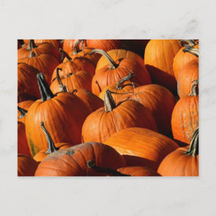 Cartão Postal Cartão-postal Pumpkins