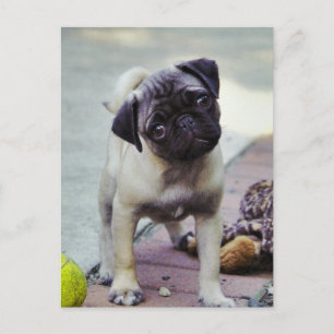 Cartão Postal Cartão-postal "Puppy Love"