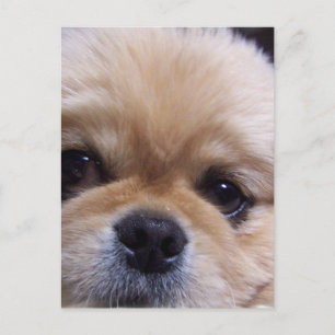 Cartão Postal Cartão-postal Puppy Pekingese