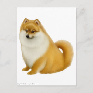 Cartão Postal Cartão-postal Puppy Pomerano