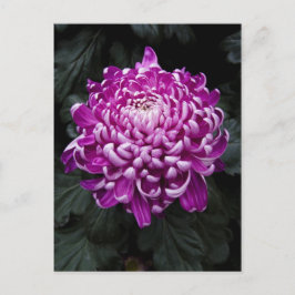 Cartão Postal Cartão-postal Puro Chrysanthemum