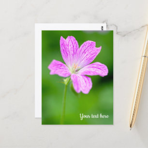 Cartão Postal Cartão-postal Puro Geranium