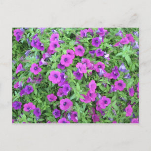 Cartão Postal Cartão-postal Puro Petunias