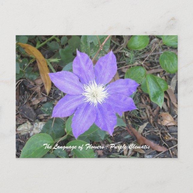 Cartão Postal Cartão-postal Purple Clematis (Frente)