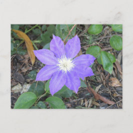 Cartão Postal Cartão-postal Purple Clematis