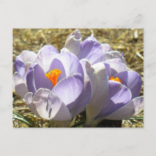 Cartão Postal Cartão-postal Purple Crocus
