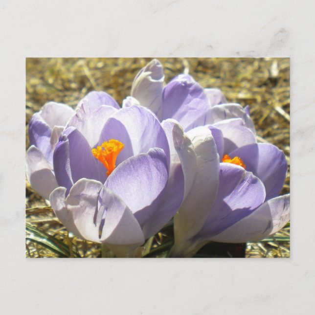 Cartão Postal Cartão-postal Purple Crocus (Frente)