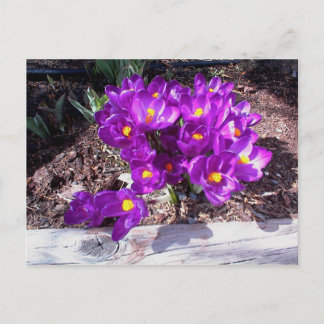 Cartão Postal Cartão-postal Purple Crocus