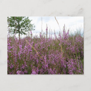 Cartão Postal Cartão-postal Purple Heath Landscape DIY