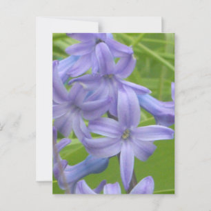 Cartão Postal Cartão-postal Purple Hyacinin Close-up DIY