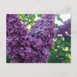 Cartão Postal Cartão-postal Purple Lilacs
