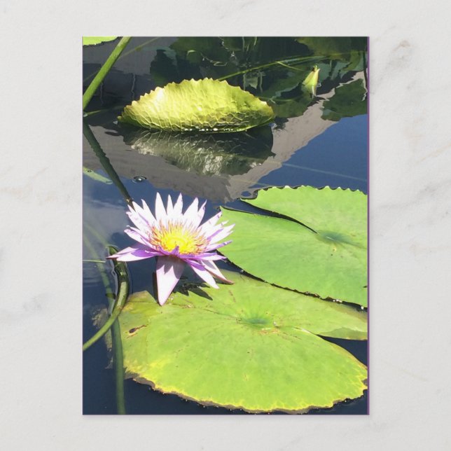 Cartão Postal Cartão-postal púrpura e amarelo (Frente)