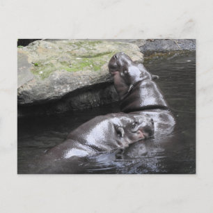 Cartão Postal Cartão-postal Pygmy Hippo