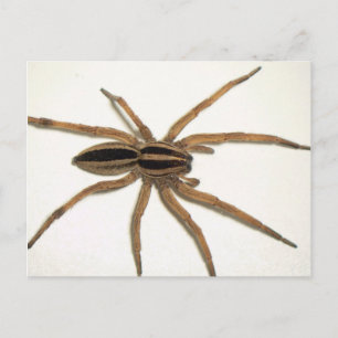 Cartão Postal Cartão-postal Rabid Wolf Spider.