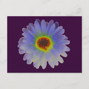 Cartão Postal Cartão-postal Rainbow Marigold