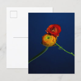 Cartão Postal Cartão-postal Ranunculus