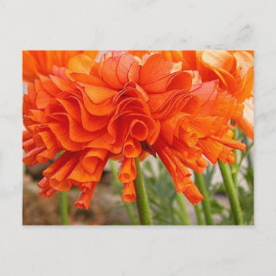 Cartão Postal Cartão-postal Ranunculus Ruffled