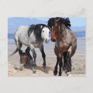 Cartão Postal Cartão-postal rápido e seguro