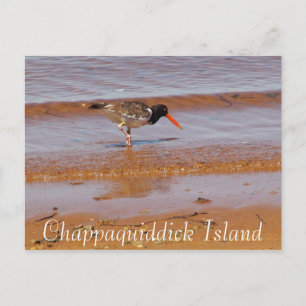Cartão Postal Cartão-postal Rare Bird, na Ilha Chappaquiddick