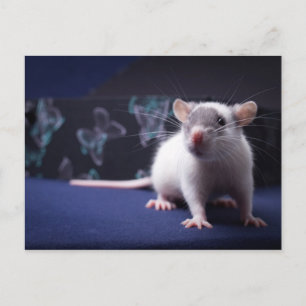 Cartão Postal Cartão-postal Rat