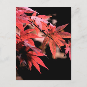 Cartão Postal Cartão-postal Red Acer