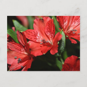 Cartão Postal Cartão-postal Red Alstroemeria