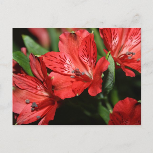 Cartão Postal Cartão-postal Red Alstroemeria (Frente)