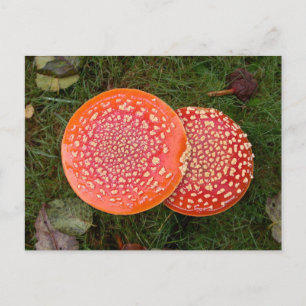 Cartão Postal Cartão-postal Red Amanita Mushroom