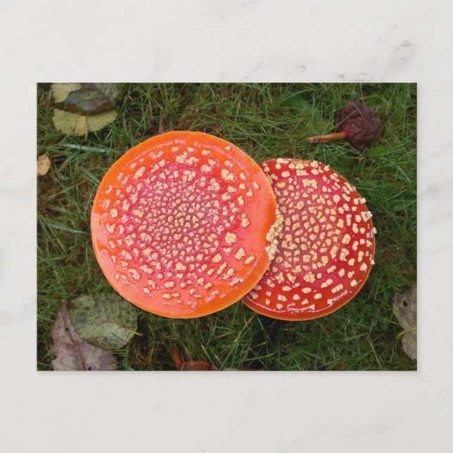 Cartão Postal Cartão-postal Red Amanita Mushroom (Frente)