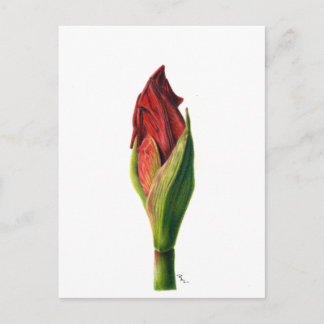 Cartão Postal Cartão-postal Red Amaryllis
