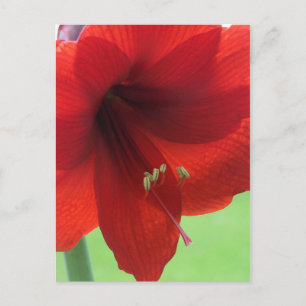 Cartão Postal Cartão-postal Red Amaryllis Flower Nature