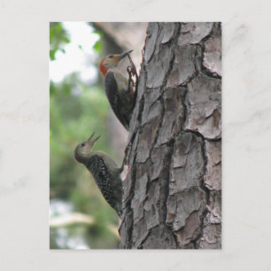 Cartão Postal Cartão-postal Red-bellying Masculino e Folheto