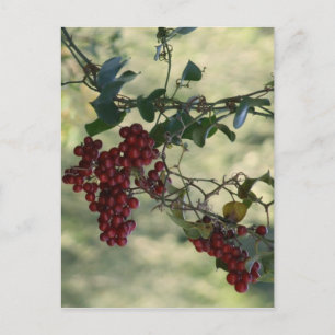 Cartão Postal Cartão-postal Red Berries
