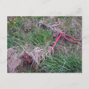 Cartão Postal Cartão-postal Red Bike Antigo