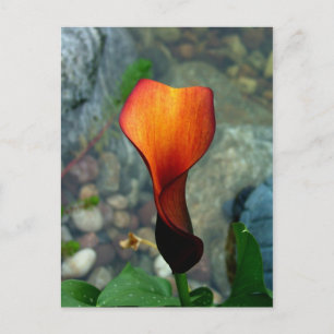 Cartão Postal Cartão-postal Red Calla Lily
