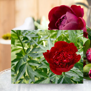 Cartão Postal Cartão-postal Red Charm Peony