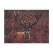 Cartão-postal Red Deer Amidst Bracken