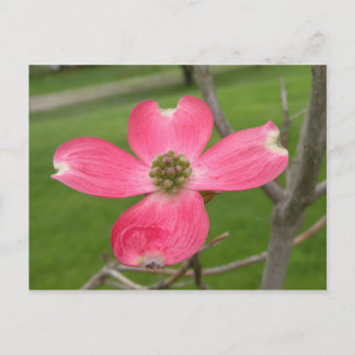 Cartão Postal Cartão-postal Red Dogwood