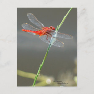 Cartão Postal Cartão-postal Red Dragonfly
