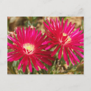 Cartão Postal Cartão-postal Red Fig Marigold