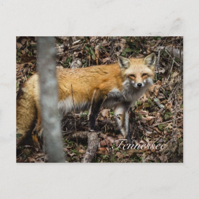 Cartão Postal Cartão-postal Red Fox (Frente)