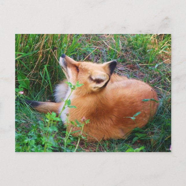 Cartão Postal Cartão-postal Red Fox (Frente)