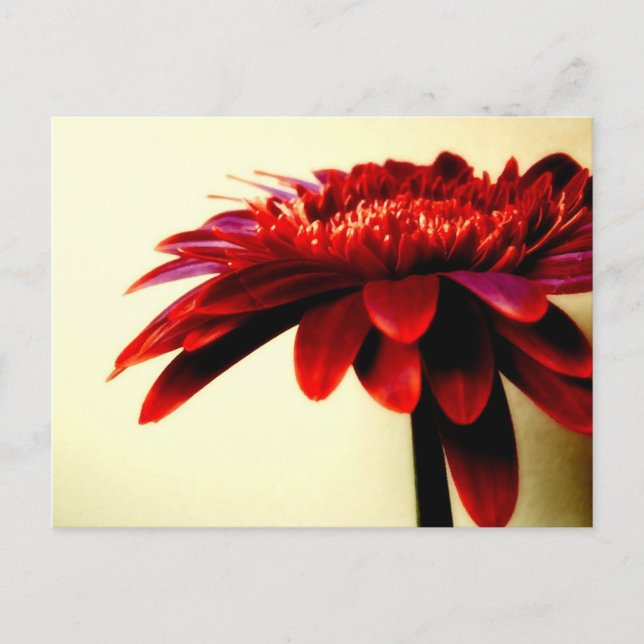 Cartão Postal Cartão-postal Red Gerbera (Frente)