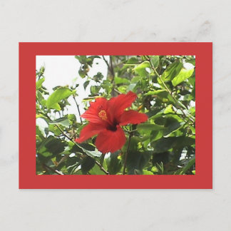Cartão Postal Cartão-postal Red Hibiscus