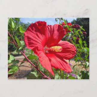 Cartão Postal Cartão-postal Red Hibiscus Macro