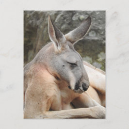 Cartão Postal Cartão-postal Red Kangaroo