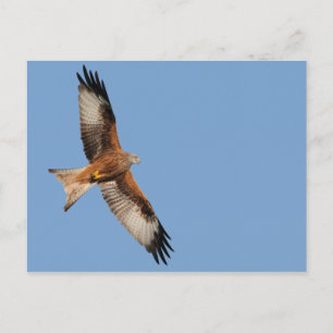 Cartão Postal Cartão-postal Red Kite