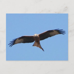 Cartão Postal Cartão-postal Red Kite 