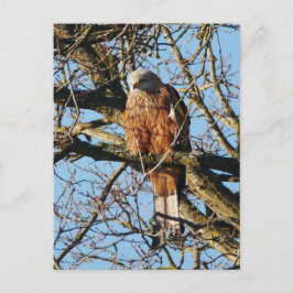 Cartão Postal Cartão-postal Red Kite